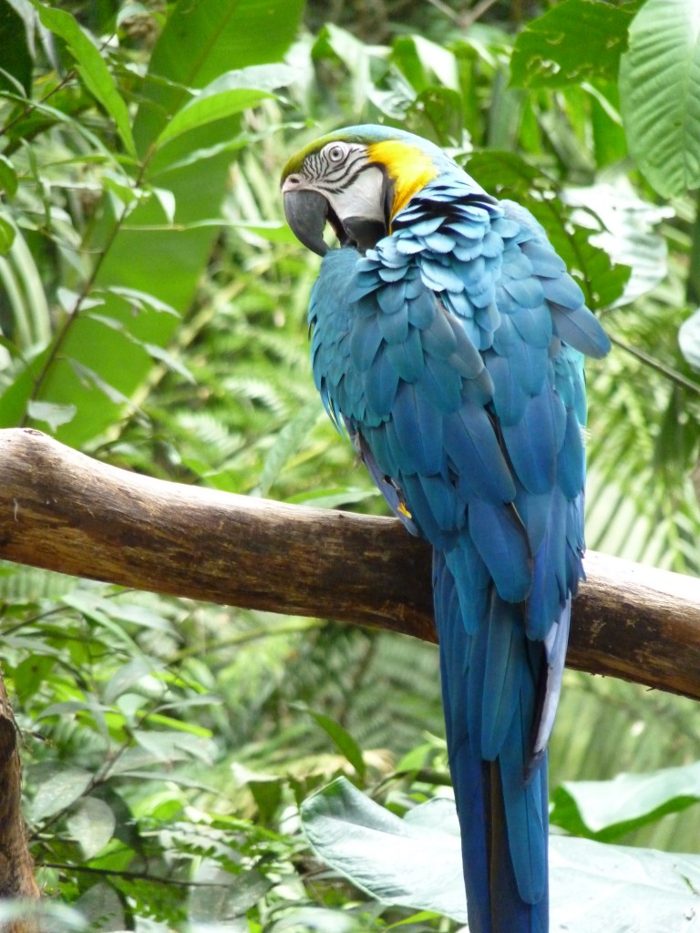 Foto: Parque das aves. - Foz do Iguaçu (Paraná), Brasil