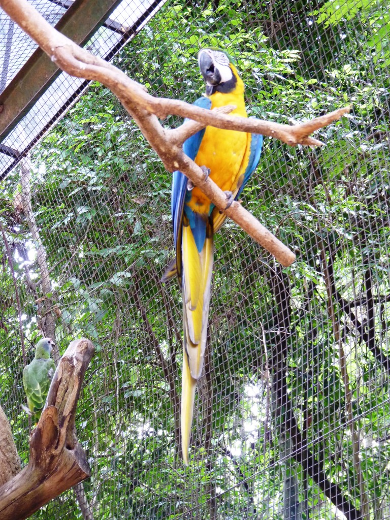 Foto: Parque das aves. - Foz do Iguaçu (Paraná), Brasil