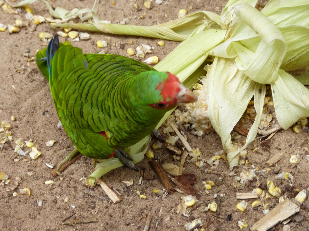 Foto: Parque das aves. - Foz do Iguaçu (Paraná), Brasil