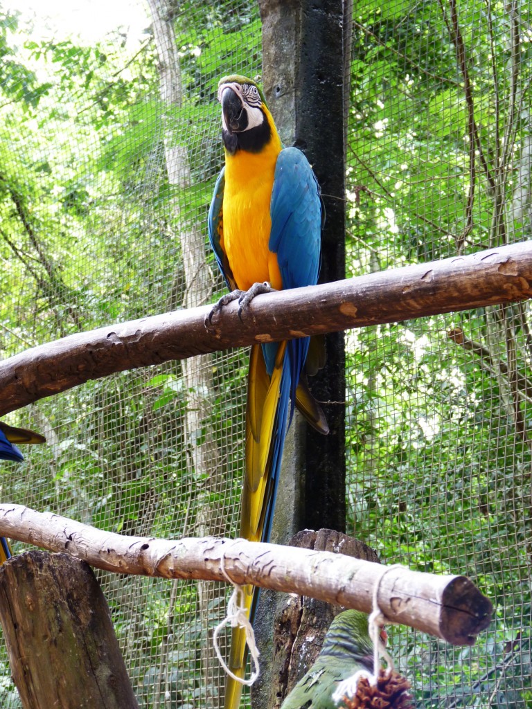 Foto: Parque das aves. - Foz do Iguaçu (Paraná), Brasil
