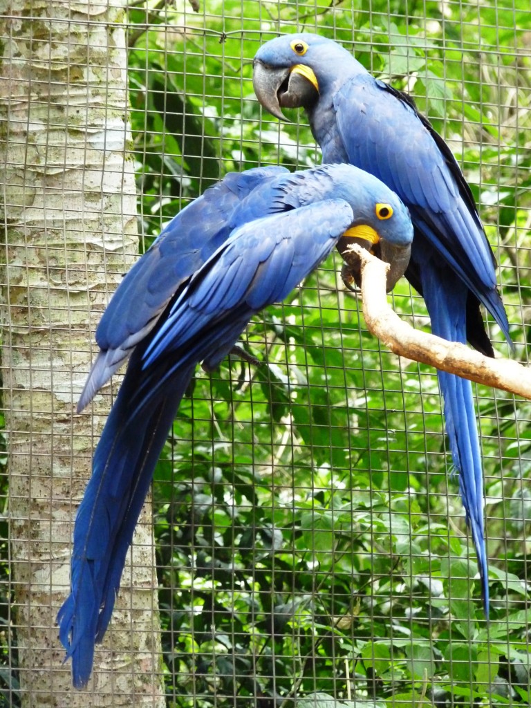 Foto: Parque das aves. - Foz do Iguaçu (Paraná), Brasil