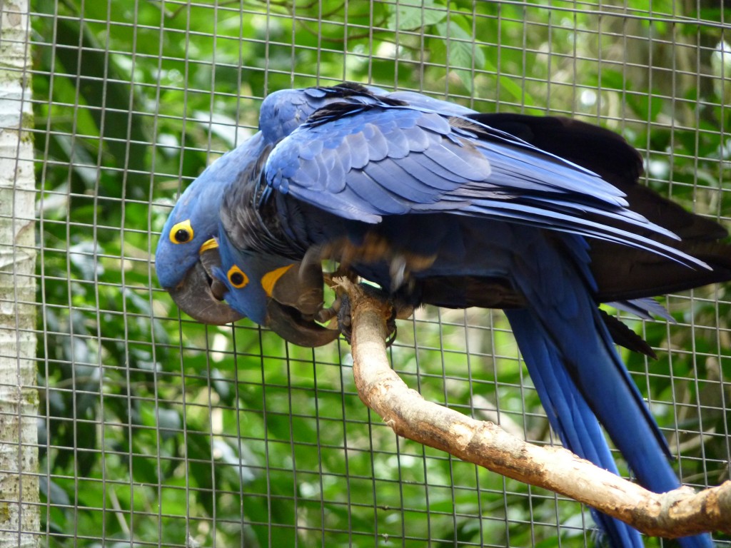 Foto: Parque das aves. - Foz do Iguaçu (Paraná), Brasil