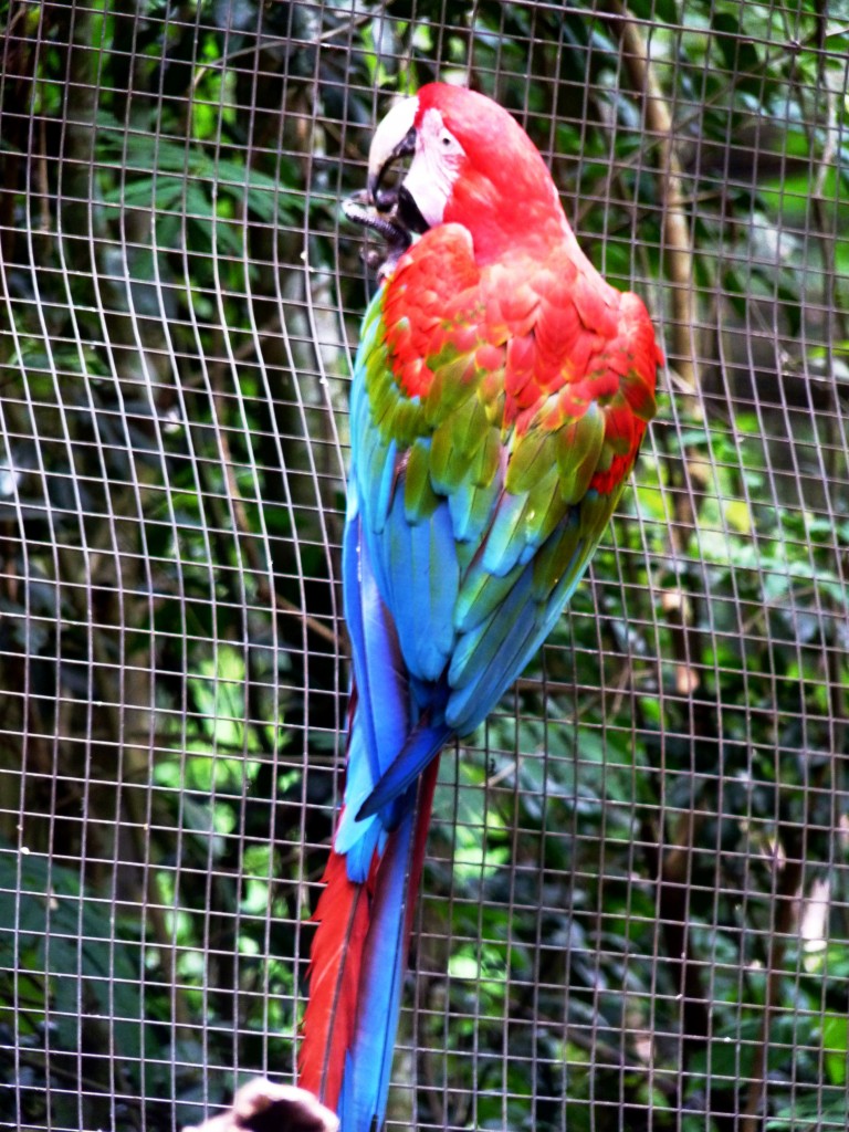 Foto: Parque das aves. - Foz do Iguaçu (Paraná), Brasil