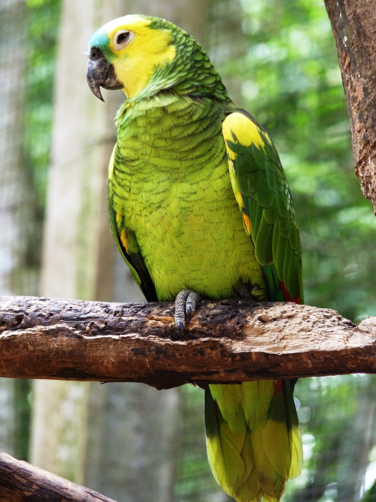 Foto: Parque das aves. - Foz do Iguaçu (Paraná), Brasil