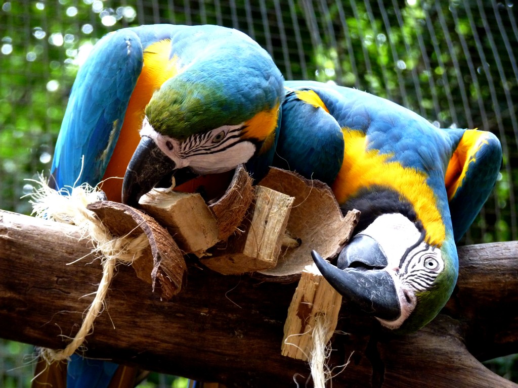 Foto: Parque das aves. - Foz do Iguaçu (Paraná), Brasil