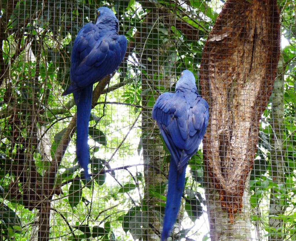 Foto: Parque das aves. - Foz do Iguaçu (Paraná), Brasil