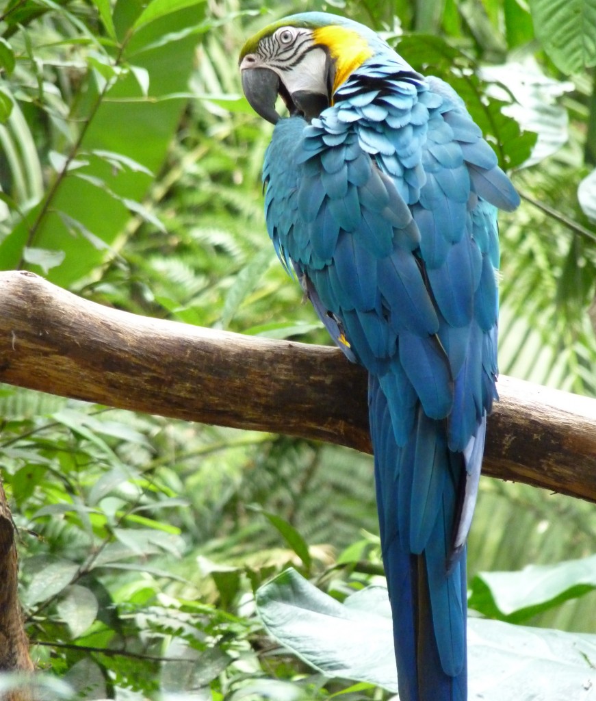 Foto: Parque das aves. - Foz do Iguaçu (Paraná), Brasil