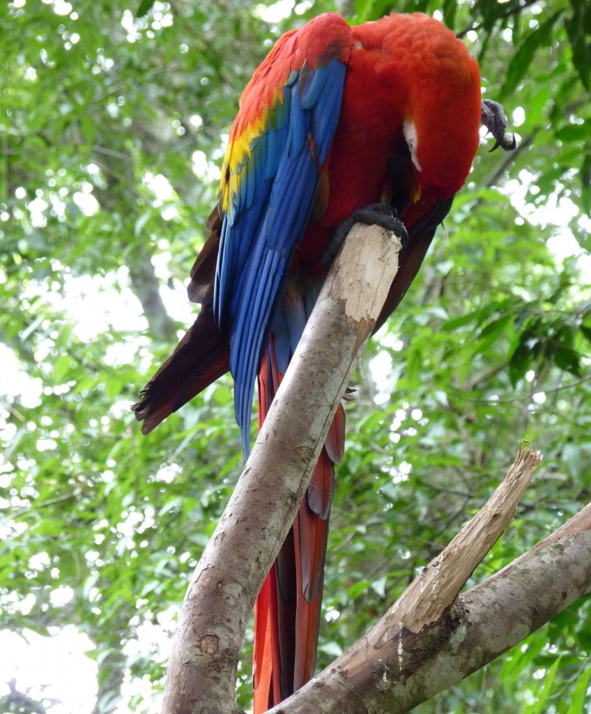 Foto: Parque das aves. - Foz do Iguaçu (Paraná), Brasil
