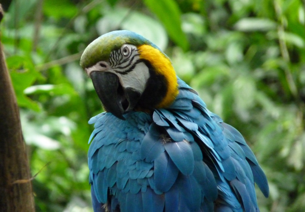 Foto: Parque das aves. - Foz do Iguaçu (Paraná), Brasil