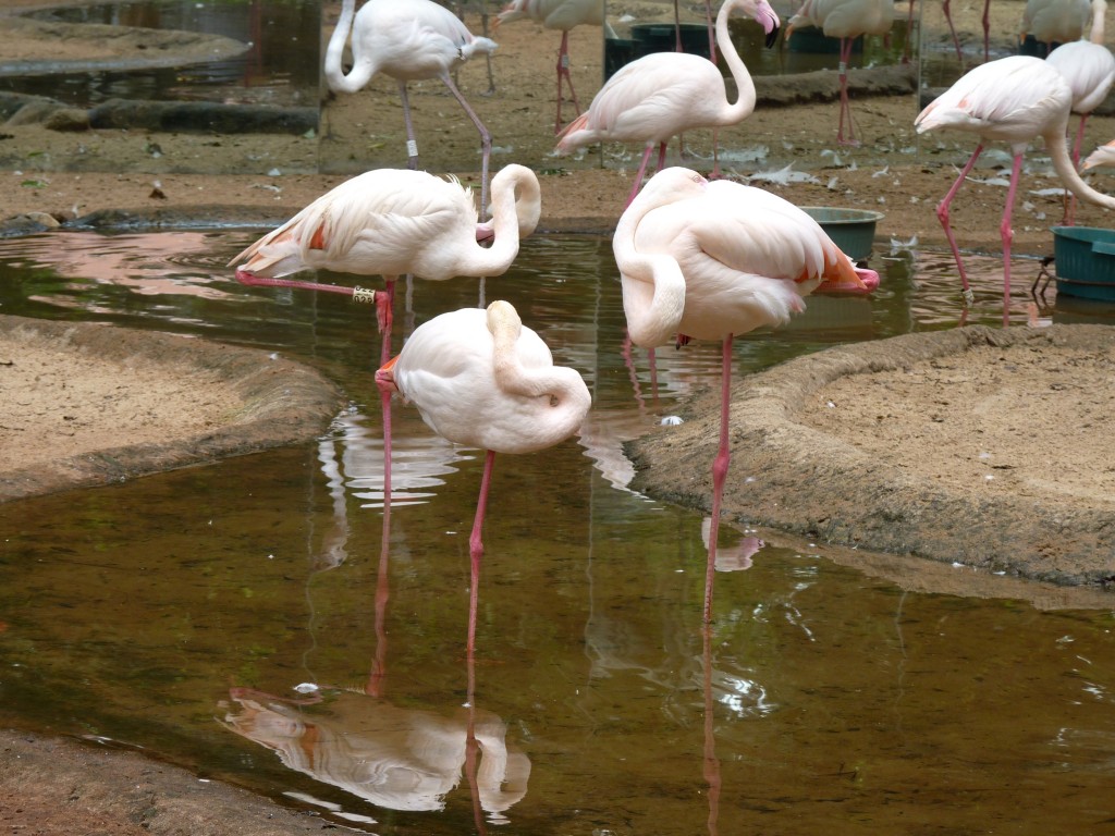 Foto: Parque das aves. - Foz do Iguaçu (Paraná), Brasil