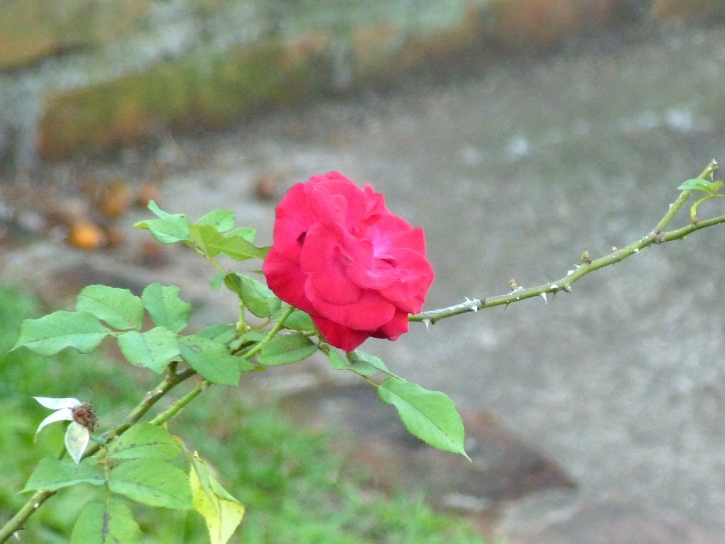 Foto: Flores de El Soberbio. - El Soberbio (Misiones), Argentina