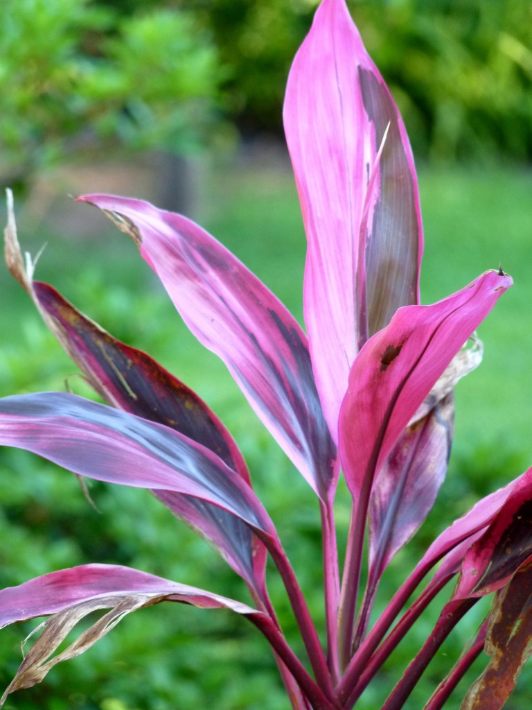 Foto: Flores de El Soberbio. - El Soberbio (Misiones), Argentina