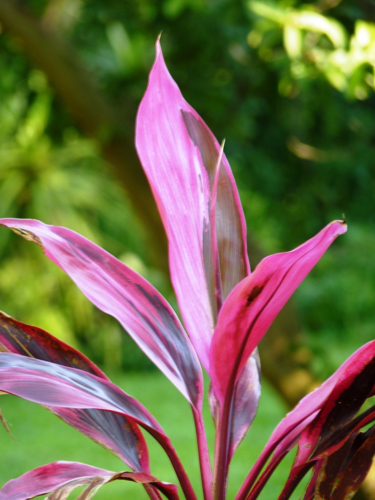 Foto: Flores de El Soberbio. - El Soberbio (Misiones), Argentina