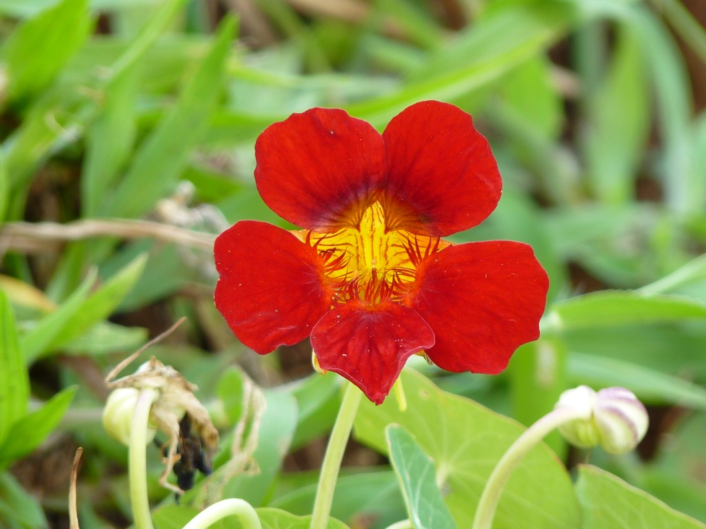 Foto: Flores de El Soberbio. - El Soberbio (Misiones), Argentina