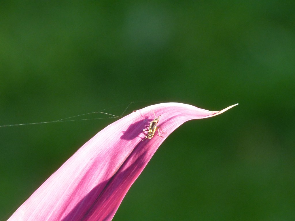 Foto: Flores de El Soberbio. - El Soberbio (Misiones), Argentina