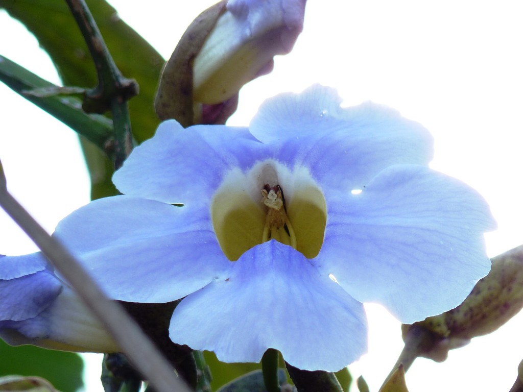 Foto: Flores de El Soberbio. - El Soberbio (Misiones), Argentina