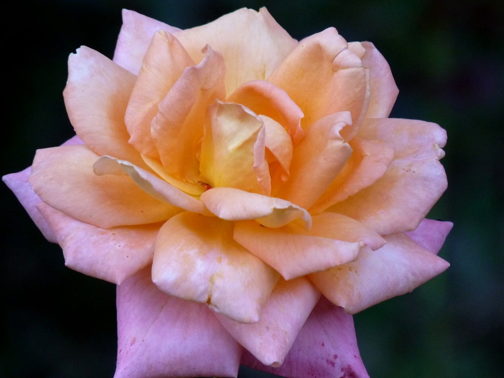 Foto: Flores de El Soberbio. - El Soberbio (Misiones), Argentina