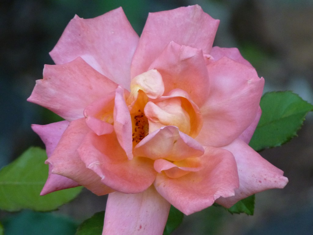 Foto: Flores de El Soberbio. - El Soberbio (Misiones), Argentina