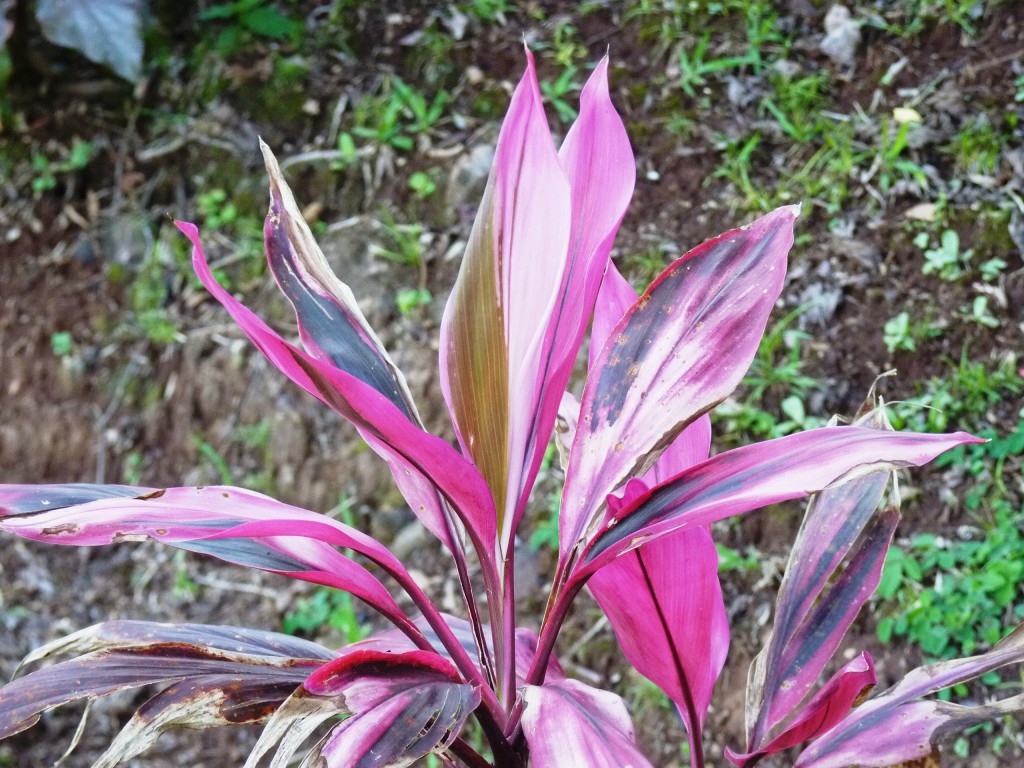 Foto: Flores de El Soberbio. - El Soberbio (Misiones), Argentina