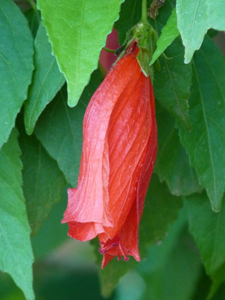 Foto: Flores de El Soberbio. - El Soberbio (Misiones), Argentina