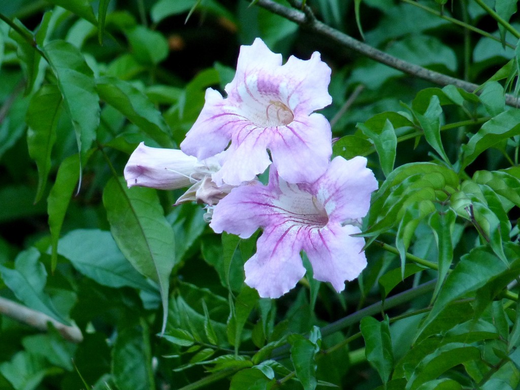 Foto: Flores de El Soberbio. - El Soberbio (Misiones), Argentina