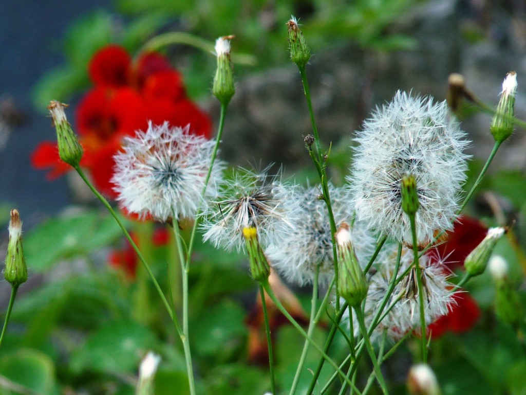 Foto: Flores de El Soberbio. - El Soberbio (Misiones), Argentina