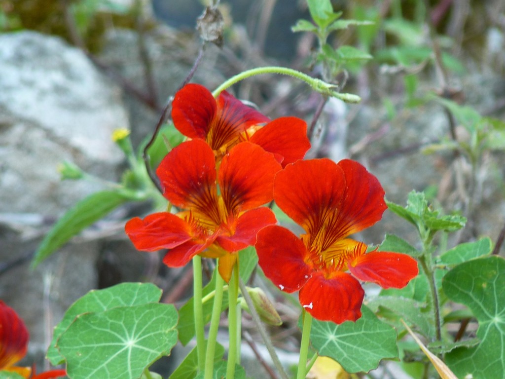 Foto: Flores de El Soberbio. - El Soberbio (Misiones), Argentina