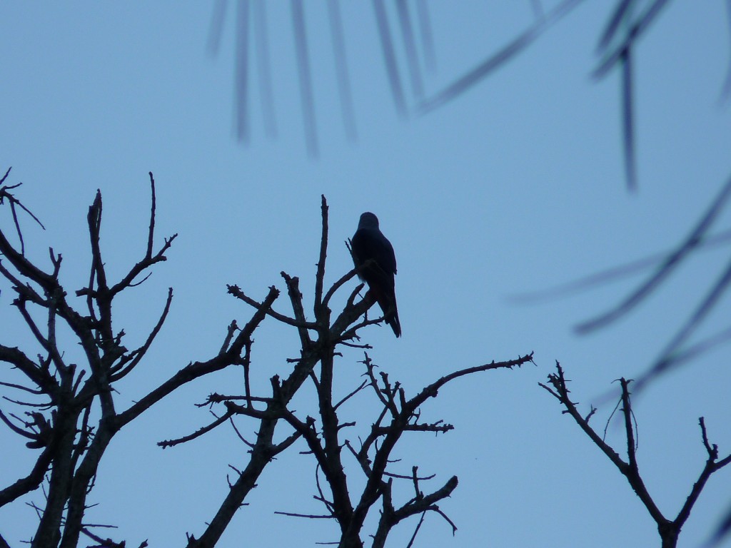Foto: Milano plomizo. - El Soberbio (Misiones), Argentina