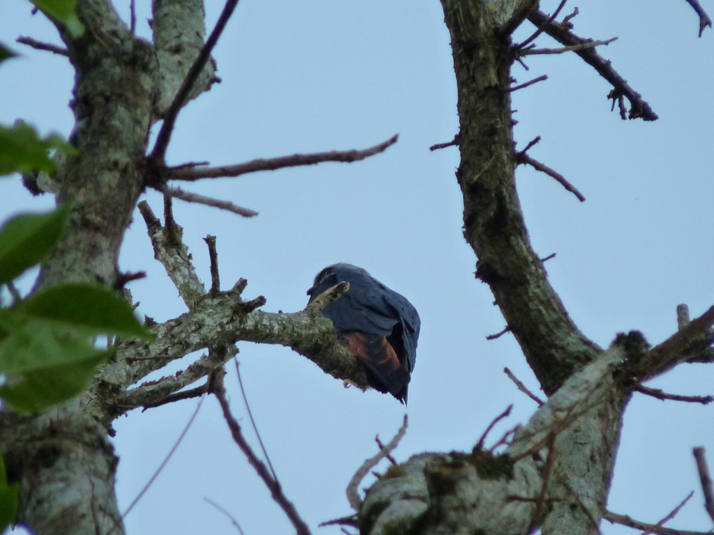 Foto: Milano plomizo. - El Soberbio (Misiones), Argentina
