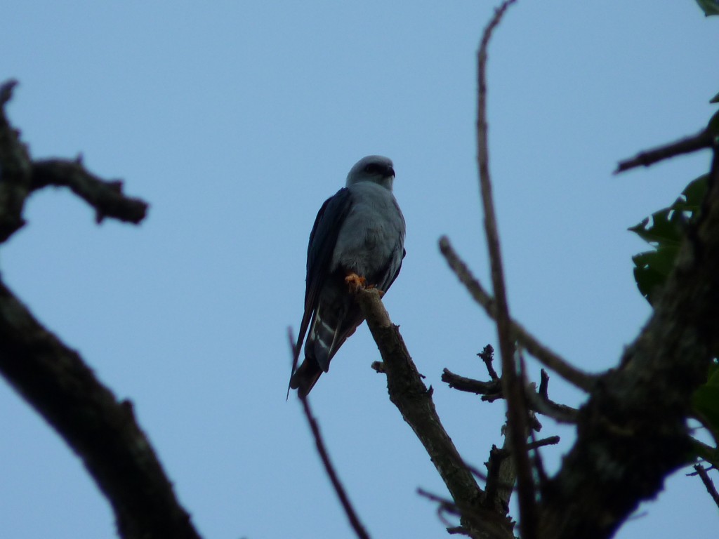 Foto: Milano plomizo. - El Soberbio (Misiones), Argentina