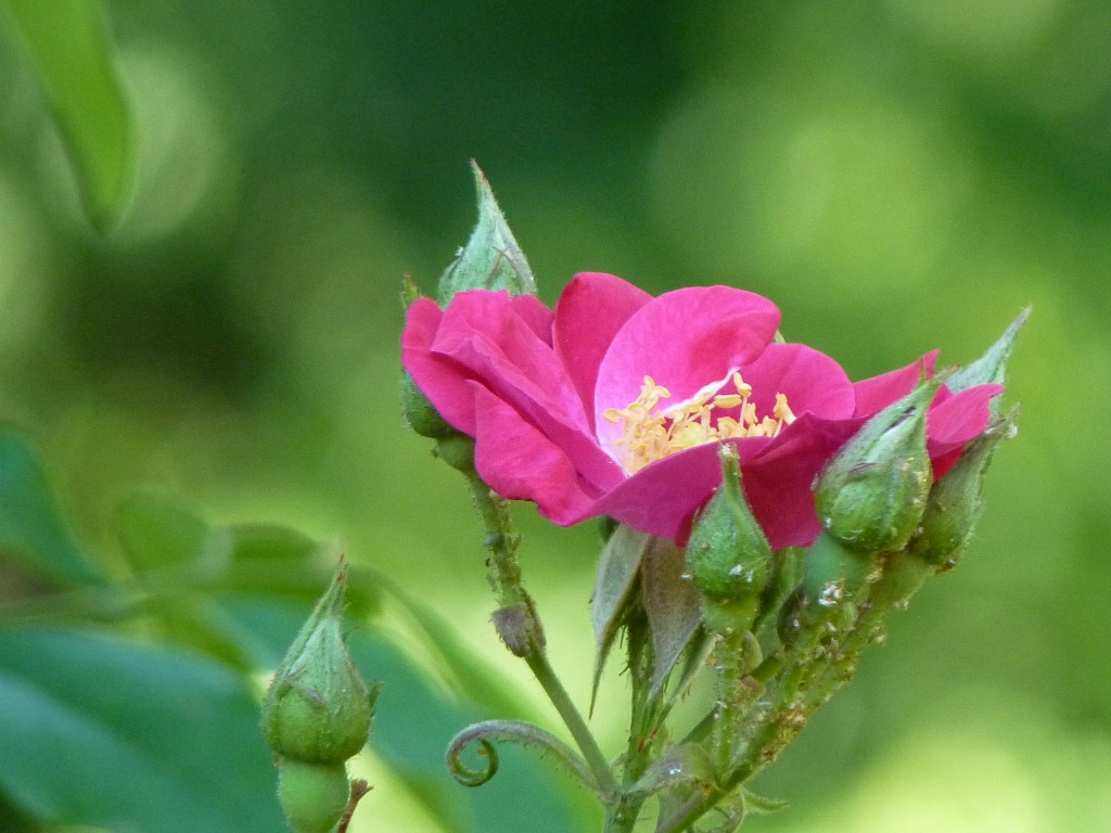 Foto: Flores. - El Soberbio (Misiones), Argentina