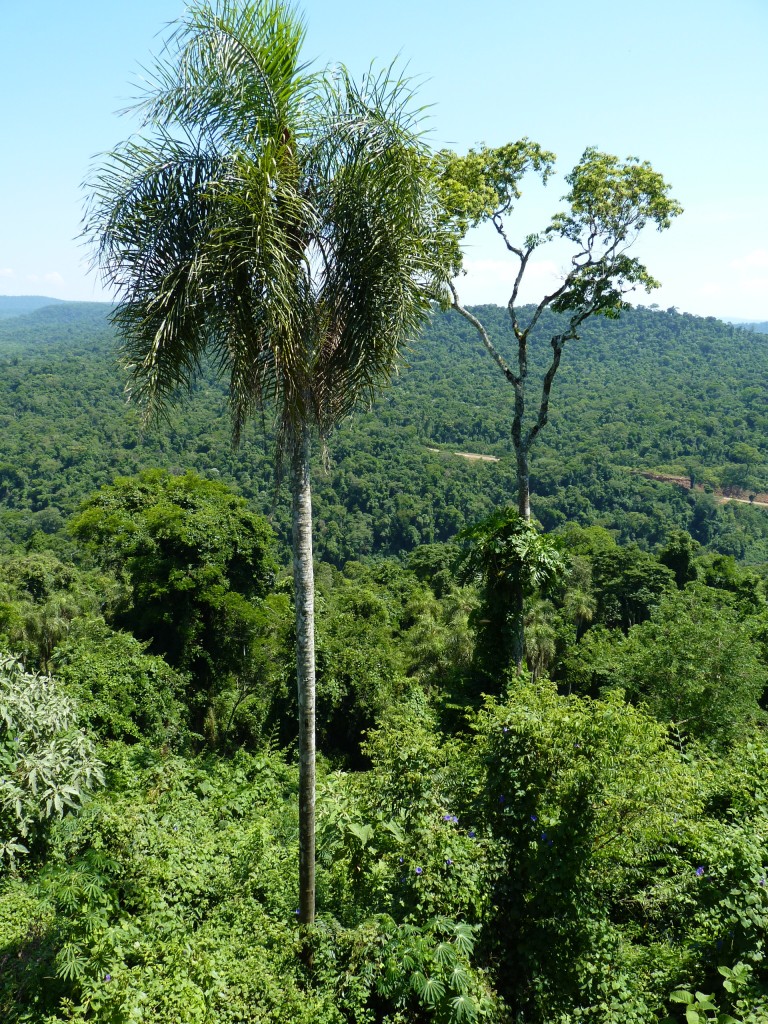 Foto: Camino a los saltos del Moconá - El Soberbio (Misiones), Argentina