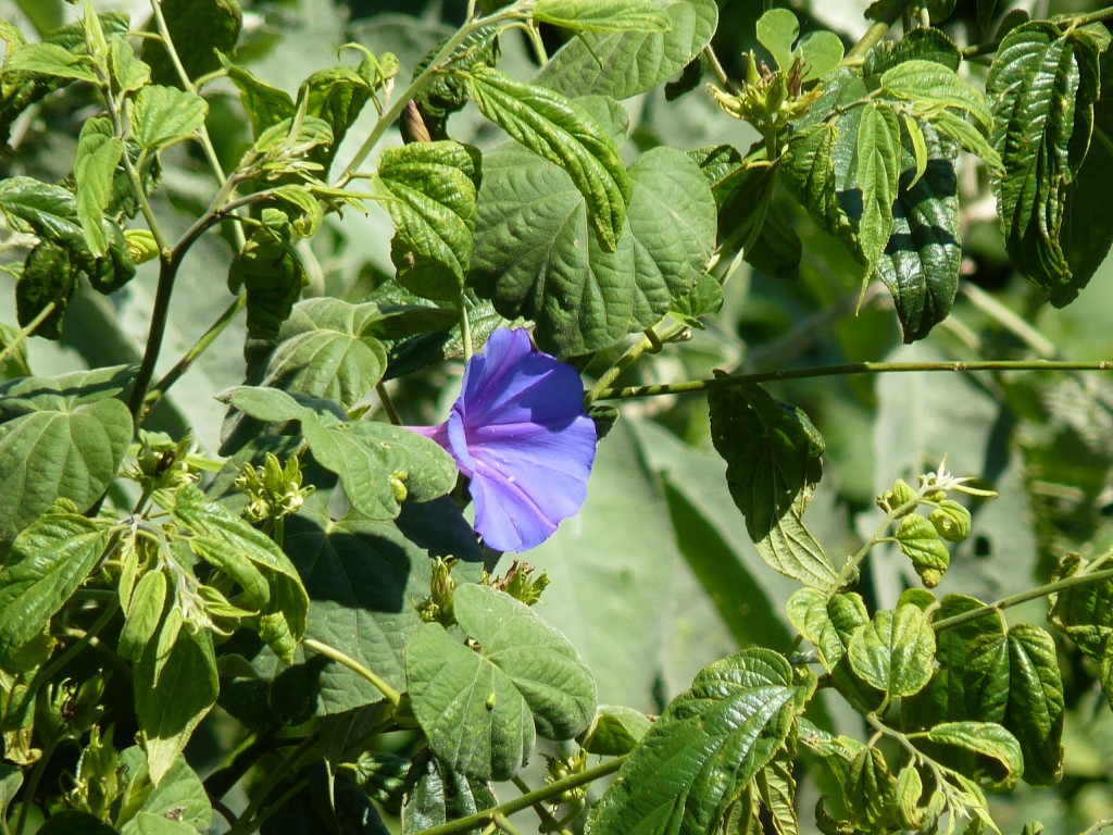 Foto: Camino a los saltos del Moconá - El Soberbio (Misiones), Argentina