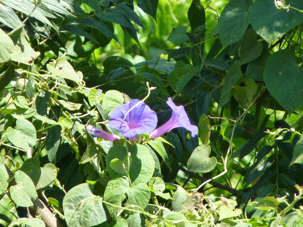 Foto: Camino a los saltos del Moconá - El Soberbio (Misiones), Argentina