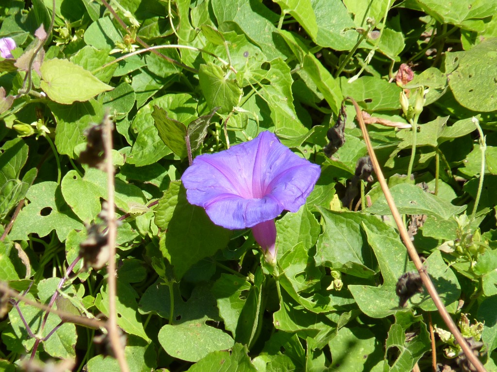 Foto: Camino a los saltos del Moconá - El Soberbio (Misiones), Argentina