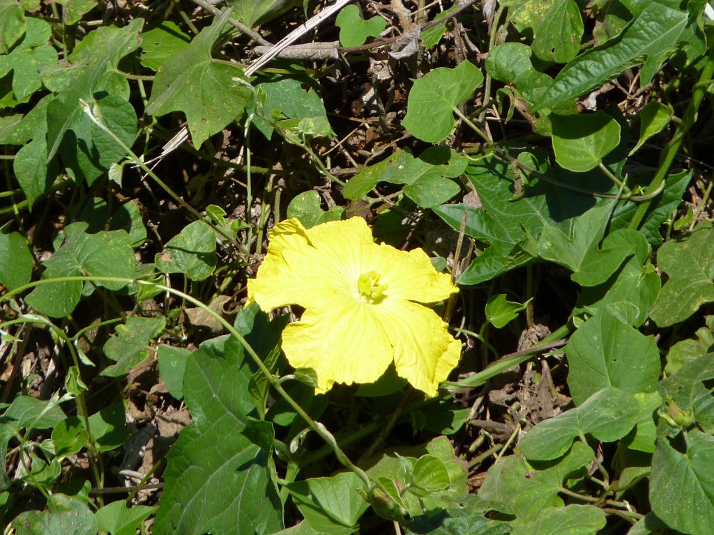 Foto: Camino a los saltos del Moconá - El Soberbio (Misiones), Argentina