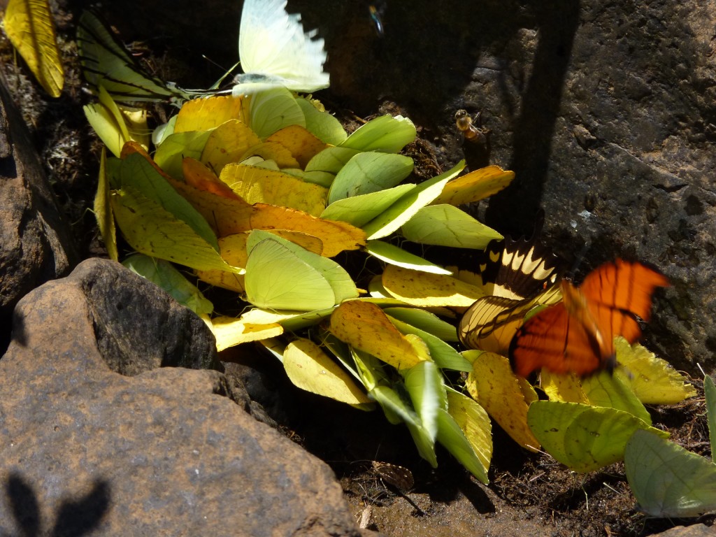 Foto: Saltos del Moconá - El Soberbio (Misiones), Argentina