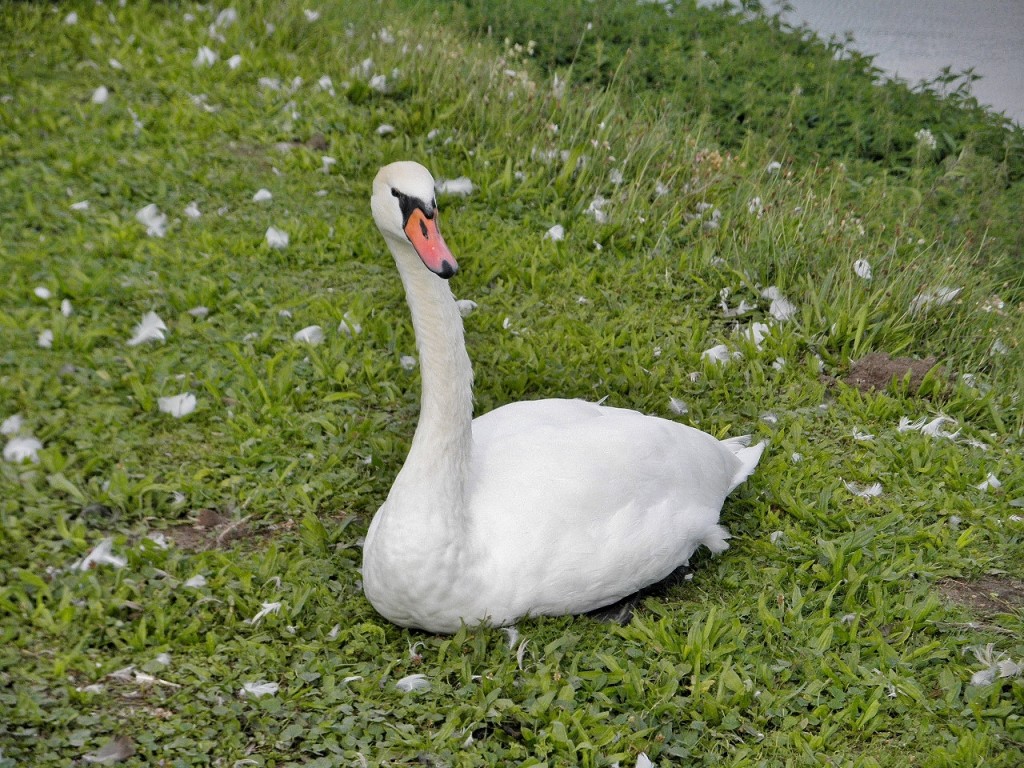 Foto: Palacio de Nymphenburg - Múnich (München) (Bavaria), Alemania