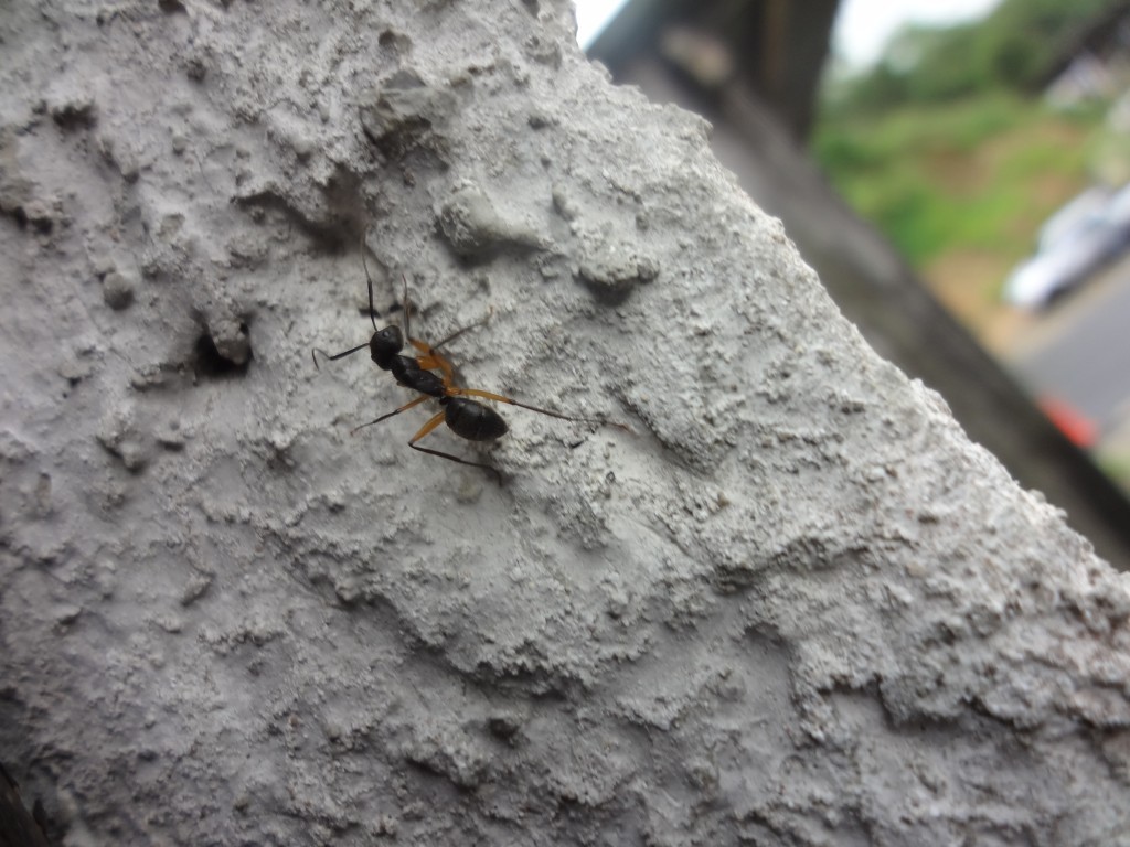 Foto: Hormiga - Shell (Pastaza), Ecuador