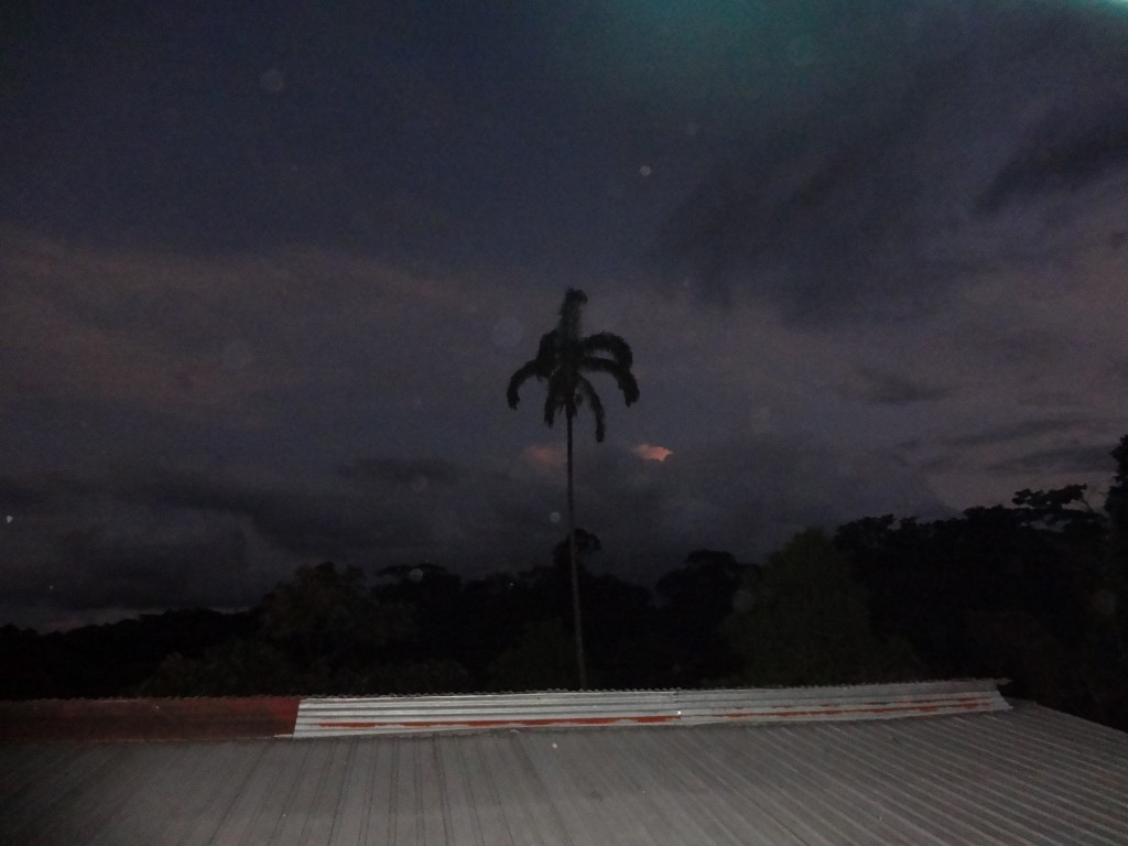 Foto: Árbol - Shell (Pastaza), Ecuador