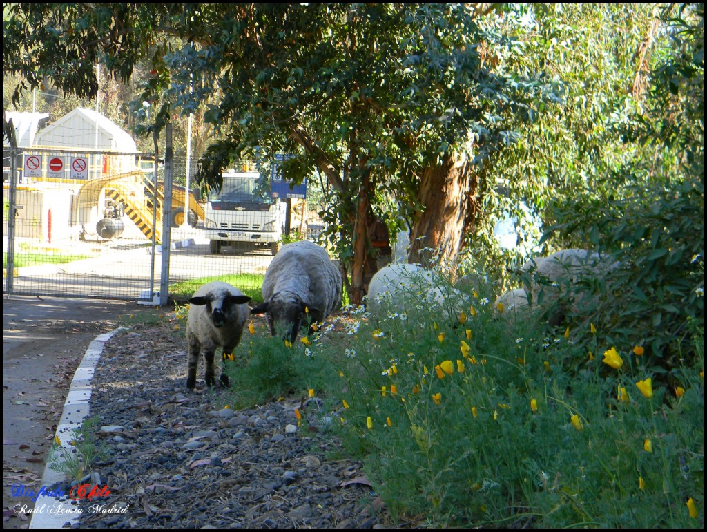 Foto de Coya (Libertador General Bernardo OʼHiggins), Chile
