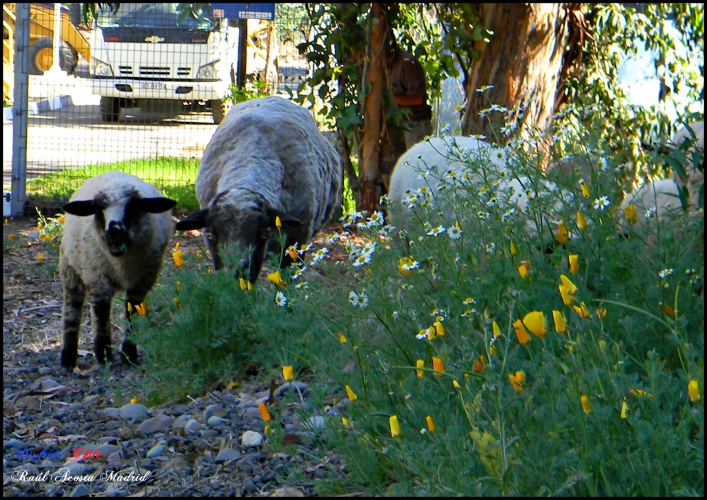 Foto de Coya (Libertador General Bernardo OʼHiggins), Chile