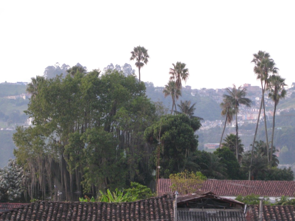 Foto: Árboles parque Villamraría Cds. - Manizales Caldas (Caldas), Colombia