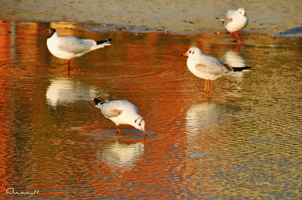 Foto de Palma de Mallorca (Illes Balears), España