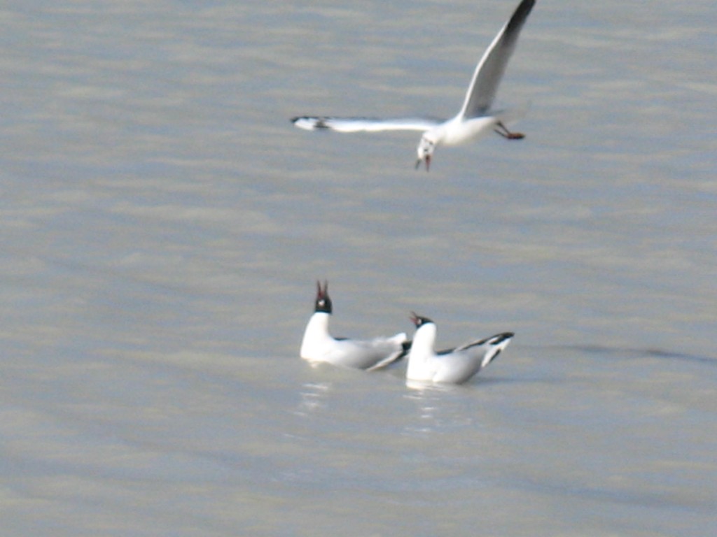 Foto: Laguna Blanca y alrededores. - Sud Lípez (Potosí), Bolivia