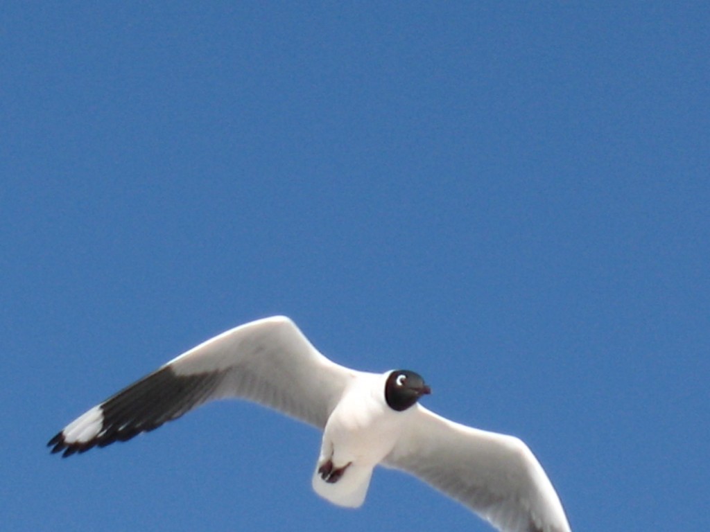 Foto: Laguna Blanca y alrededores. - Sud Lípez (Potosí), Bolivia