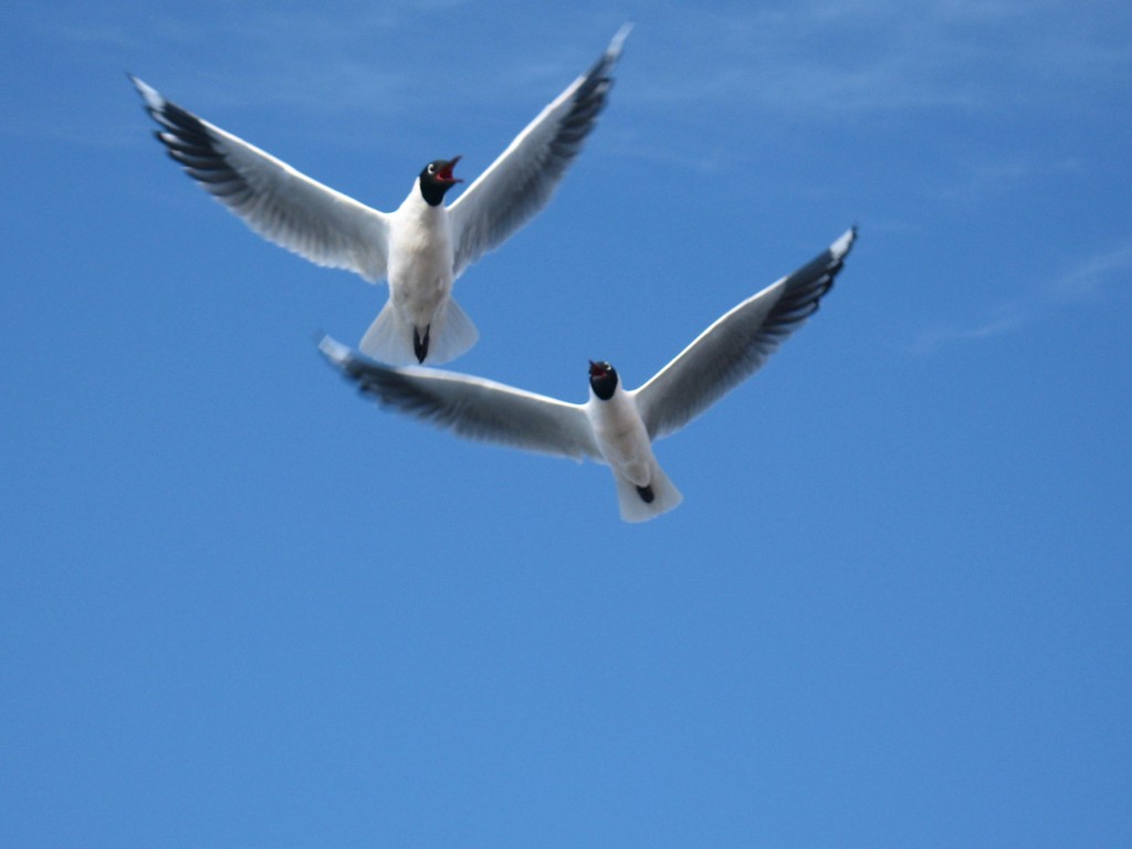Foto: Laguna Blanca y alrededores. - Sud Lípez (Potosí), Bolivia