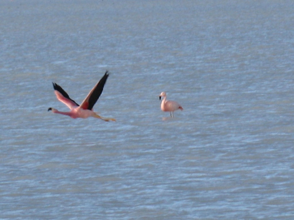 Foto: Laguna Blanca y alrededores. - Sud Lípez (Potosí), Bolivia