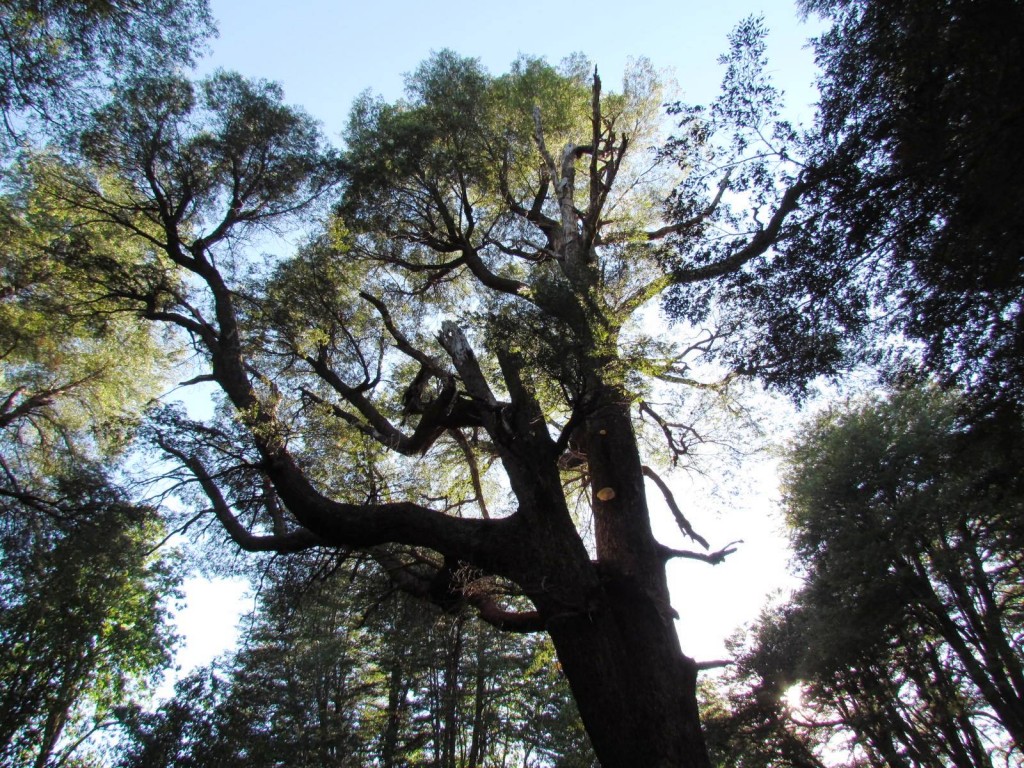 Foto: Ascenso al Enladrillado - Vilches (Maule), Chile