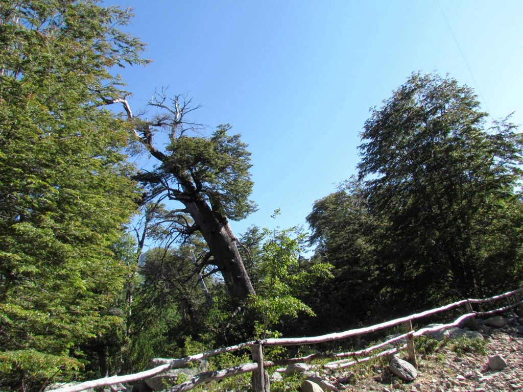 Foto: Ascenso al Enladrillado - Vilches (Maule), Chile